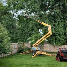 Best Tree Maintenance Programs  in Santa Anna, TX
