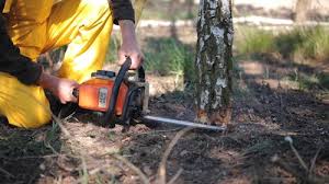 Best Root Management and Removal  in Santa Anna, TX
