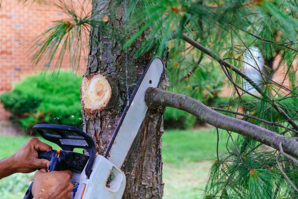 Best Organic Lawn Care Solutions  in Santa Anna, TX